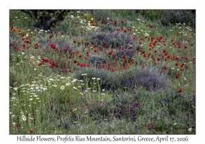 2026-04-17#4998 Hillside Flowers, Profitis Ilias Mtn, Santorini, Greece