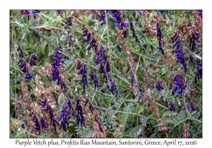 2026-04-17#5001 Vicia benghalensis - Purple Vetch plus, Profitis Ilias Mtn, Santorini, Greece