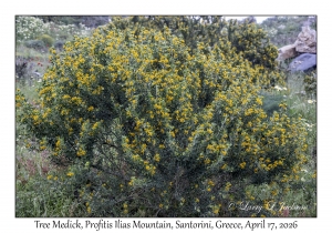 2026-04-17#5003 Medicago arborea - Tree Medick, Profitis Ilias Mtn, Santorini, Greece