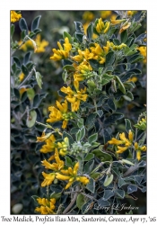 2026-04-17#5005 Medicago arborea - Tree Medick, Profitis Ilias Mtn, Santorini, Greece