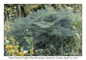 2026-04-17#5006 Ferula communis - Giant Fennel, Profitis Ilias Mtn, Santorini, Greece