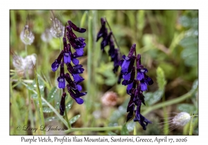 2026-04-17#5008 Vicia benghalensis - Purple Vetch, Profitis Ilias Mtn, Santorini, Greece