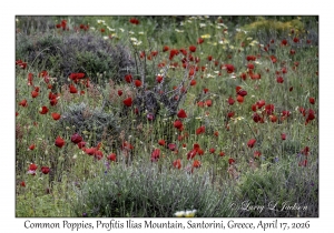 2026-04-17#5011 Poppy, Profitis Ilias Mtn, Santorini, Greece