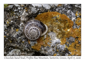 2026-04-17#5013 Eobania vermiculata - Chocolate-band Snail, Profitis Ilias Mtn, Santorini, Greece