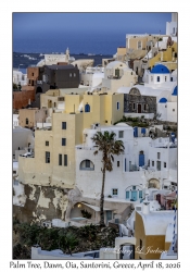 2026-04-18#5066 Palm Tree, Dawn, Oia, Santorini, Greece