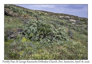 2026-04-18#5080 Opuntia ficus-indica - Prickly Pear, St George Ksexreotis Orthodox Church, Pori, Santorini, Greece