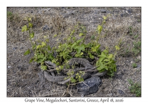 2026-04-18#5106 Grape Vine, Megalochori, Santorini, Greece