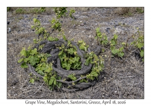 2026-04-18#5107 Grape Vine, Megalochori, Santorini, Greece