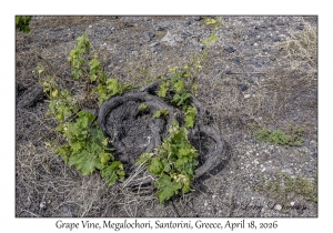 2026-04-18#5108 Grape Vine, Megalochori, Santorini, Greece