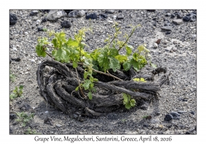 2026-04-18#5109 Grape Vine, Megalochori, Santorini, Greece
