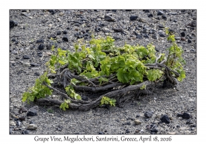 2026-04-18#5110 Grape Vine, Megalochori, Santorini, Greece