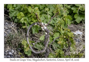 2026-04-18#5115 Snails on Grape Vine, Megalochori, Santorini, Greece