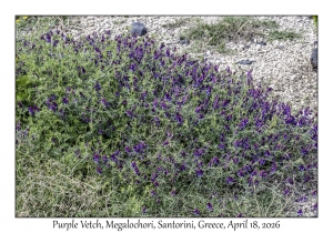2026-04-18#5119 Vicia benghalensis - Purple Vetch, Megalochori, Santorini, Greece