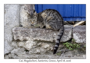 2026-04-18#5134 Cat, Megalochori, Santorini, Greece