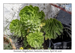 2026-04-18#5135 Aeonium sp, Megalochori, Santorini, Greece