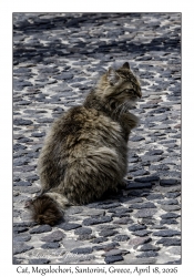 2026-04-18#5148 Cat, Megalochori, Santorini, Greece