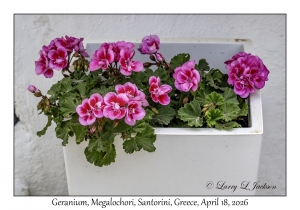 2026-04-18#5149 Geranium, Megalochori, Santorini, Greece