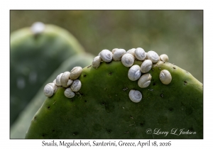 2026-04-18#5170 Snails, Megalochori, Santorini, Greece