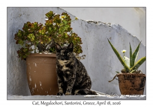 2026-04-18#5180 Cat, Megalochori, Santorini, Greece