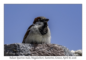 2026-04-18#5191 Passer italiae - Italian Sparrow male, Megalochori, Santorini, Greece