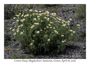 2026-04-18#5195 Glebionis coronaria - Crown Daisy, Megalochori, Santorini, Greece