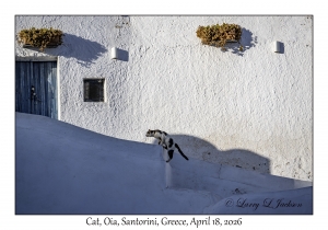 2026-04-18#5197 Cat, Oia, Santorini, Greece