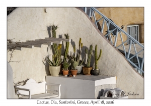 2026-04-18#5208 Cactus, Oia, Santorini, Greece