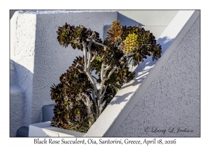 2026-04-18#5210 Aeonium maybe, Oia, Santorini, Greece
