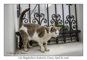 2026-04-18#6191 Cat, Megalochori, Santorini, Greece
