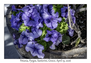 Petunias
