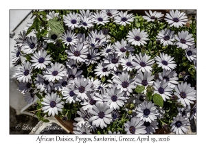 African Daisies