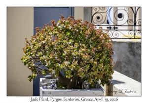 Jade Plant