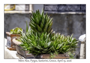 Mitre Aloe