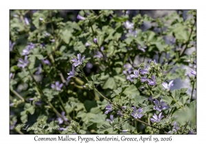 2026-04-19#5302 Malva sylvestris - Common Mallow, Pyrgos, Santorini, Greece
