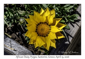 2026-04-19#5310 Gazania - African Daisy, Pyrgos, Santorini, Greece