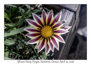 2026-04-19#5311 Gazania - African Daisy, Pyrgos, Santorini, Greece