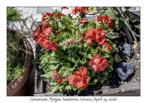 2026-04-19#5312 Geranium, Pyrgos, Santorini, Greece