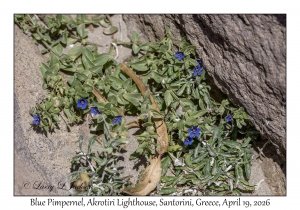2026-04-19#5352 Lysimachia foemina - Blue Pimpernel, Akrotiri Lighthouse, Santorini, Greece