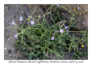 2026-04-19#5362 Malcolmia africana - African Mustard, Akrotiri Lighthouse, Santorini, Greece