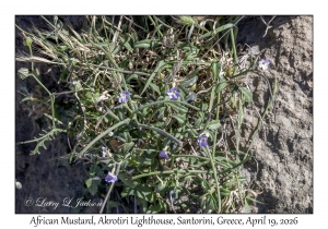 2026-04-19#5366 Malcolmia africana - African Mustard, Akrotiri Lighthouse, Santorini, Greece