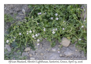 2026-04-19#5367 Malcolmia africana - African Mustard, Akrotiri Lighthouse, Santorini, Greece
