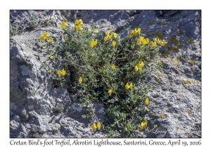Cretan Bird's-foot Trefoil