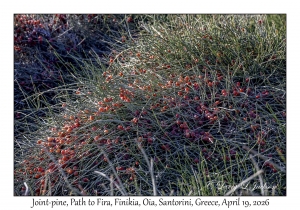 2026-04-19#5394 Ephedra fragilis - Joint-pine, Path to Fira, Finikia, Oia, Santorini, Greece