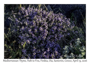 2026-04-19#5398 Thymus capitatus - Mediterranean Thyme, Path to Fira, Finikia, Oia, Santorini, Greece