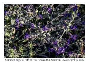 2026-04-19#5399 Anchusa officinalis - Common Bugloss, Path to Fira, Finikia, Oia, Santorini, Greece