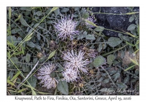 2026-04-19#5404 Centaurea raphanina - Knapweed, Path to Fira, Finikia, Oia, Santorini, Greece