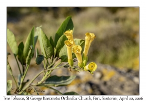 Tree Tobacco