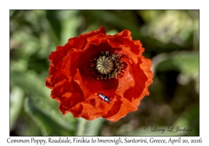 Common Poppy
