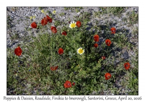 Poppies & Daisies