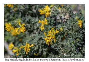 Tree Medick